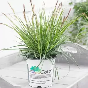 Carex oshimensis EverColor® ‘Everest’