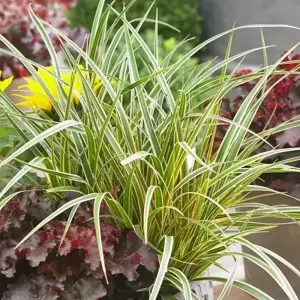 Carex morrowii EverColor® ‘Everglow’