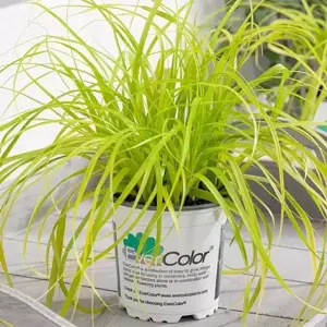 Carex oshimensis EverColor® ‘Everillo’