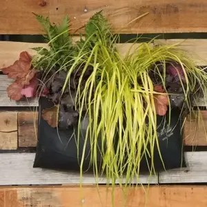 Carex oshimensis EverColor® ‘Everillo’