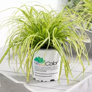 Carex oshimensis EverColor 'Eversheen' 10.5cm - image 2