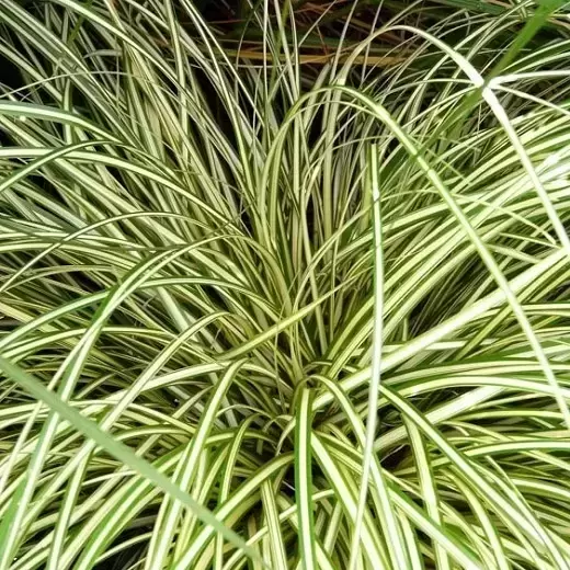 Carex oshimensis 'Evergold' 9cm