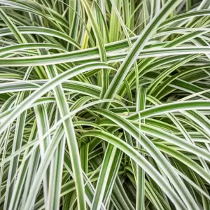 Carex oshimensis 'Feather Falls' 10.5cm - image 1