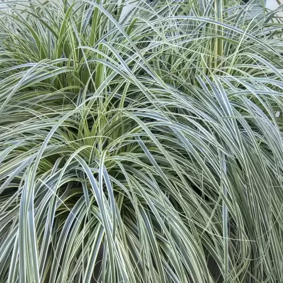 Carex oshimensis 'Feather Falls' 10.5cm - image 3