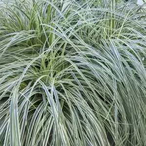 Carex oshimensis 'Feather Falls' 2L - image 3