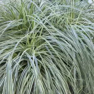 Carex oshimensis 'Feather Falls' 10.5cm - image 3