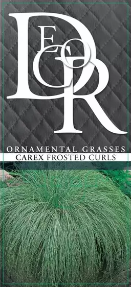 Carex comans 'Frosted Curls' 2L - image 2