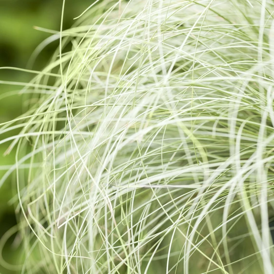 Carex comans 'Frosted Curls' 11cm
