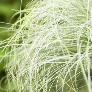 Carex comans 'Frosted Curls' 11cm