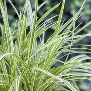 Carex morrowii 'Goldband'