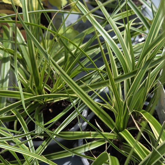 Carex oshimensis 'Goldwell'