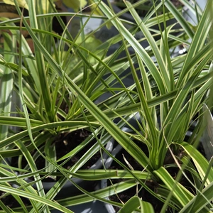 Carex 'Goldwell'