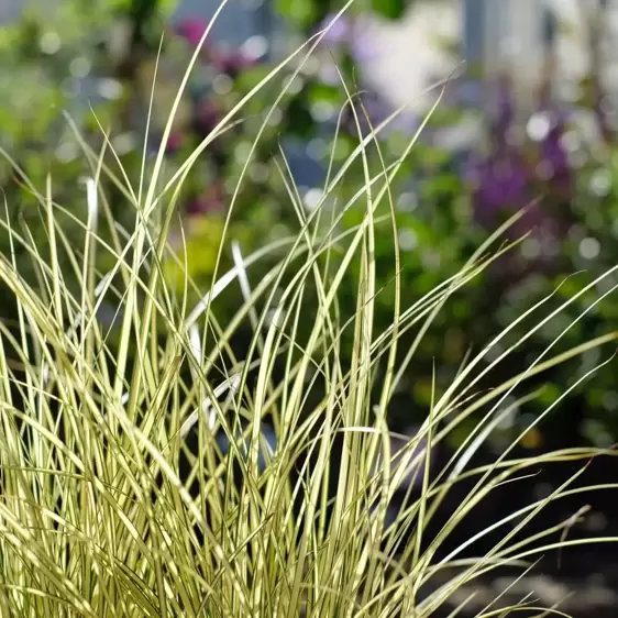 Carex brunnea 'Jenneke' - image 1