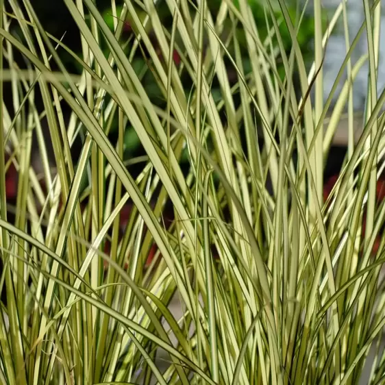 Carex brunnea 'Jenneke' - image 2