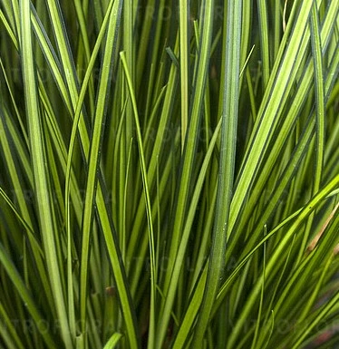Image Credit: VITROFLORA Grupa Producentów Spółka z o.o.
