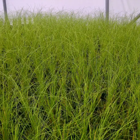 Picture Credit © Genesis Plant Marketing Ltd.