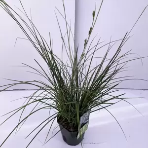 Carex oshimensis 'Magic Green'