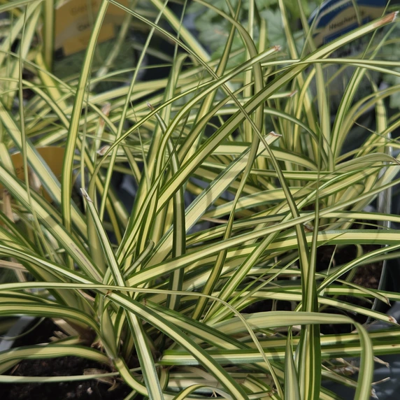 Carex hachijoensis 'Maxigold'