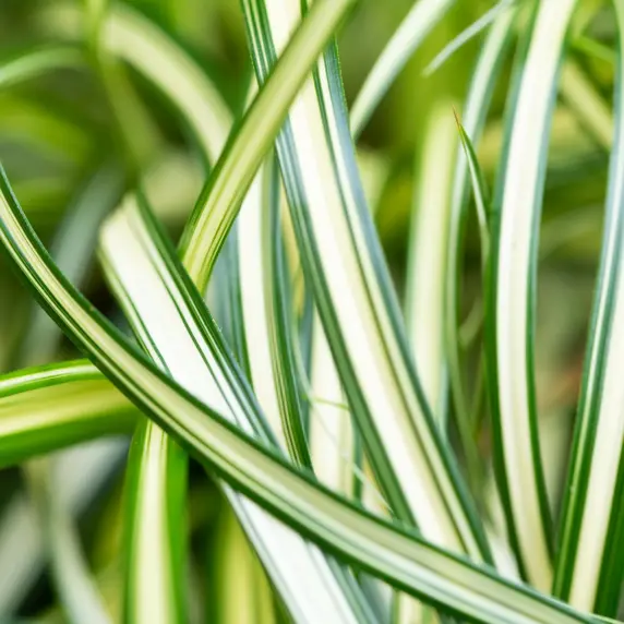 Carex oshimensis 'Moon Falls' 1L - image 1