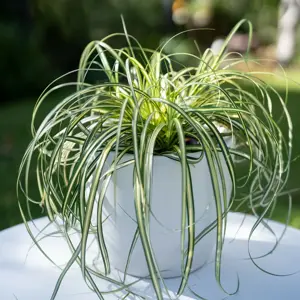 Carex oshimensis 'Moon Falls' 1L - image 2