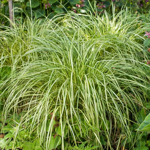 Carex oshimensis 'Moon Falls' 1L - image 3