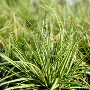 Carex 'Moonlight'