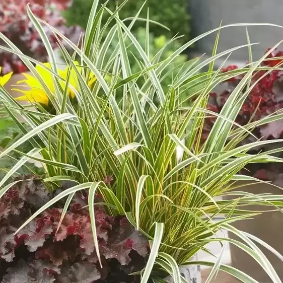 Carex morrowii EverColor® ‘Everglow’