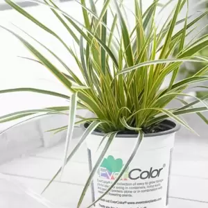 Carex morrowii EverColor® ‘Everglow’