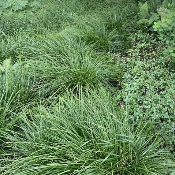 Carex lenta 'Osaka'
