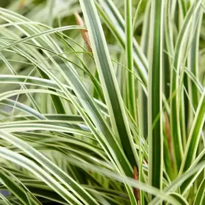 Carex oshimensis EverColor 'Evercream' 9cm - image 1