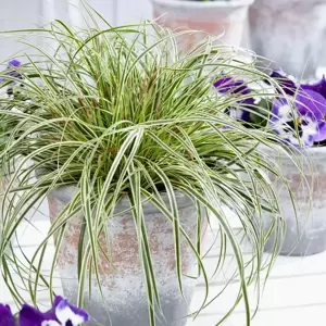 Carex oshimensis EverColor 'Evercream' 2L - image 2