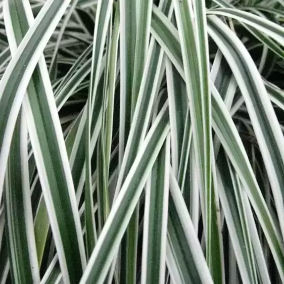 Carex oshimensis EverColor® ‘Everest’