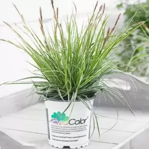 Carex oshimensis EverColor® ‘Everest’