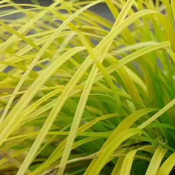 Carex oshimensis EverColor® ‘Everillo’