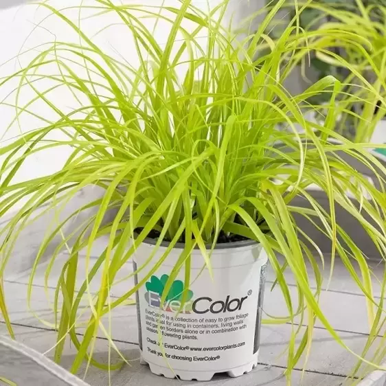 Carex oshimensis EverColor® ‘Everillo’