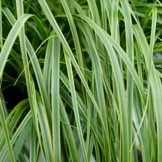 Carex oshimensis EverColor® ‘Everlime’