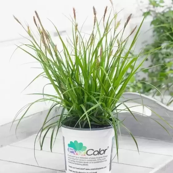 Carex oshimensis EverColor® ‘Everlime’