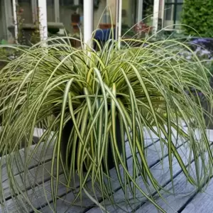 Carex oshimensis EverColor® ‘Everoro’