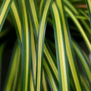 Carex oshimensis EverColor 'Eversheen' 10.5cm - image 1