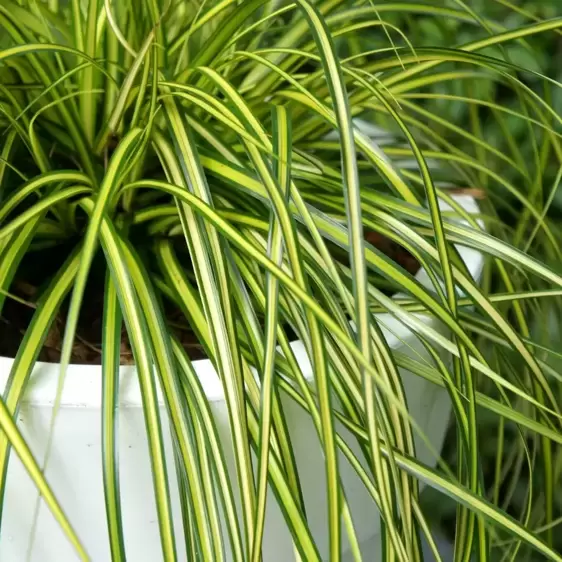 Carex oshimensis EverColor 'Eversheen' 2L - image 2