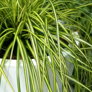 Carex oshimensis EverColor 'Eversheen' 10.5cm - image 3