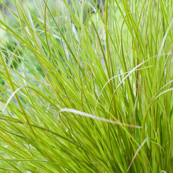 Carex comans 'Phoenix Green'