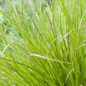 Carex comans 'Phoenix Green'