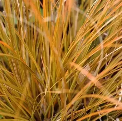 Carex testacea 'Prairie Fire' 2L