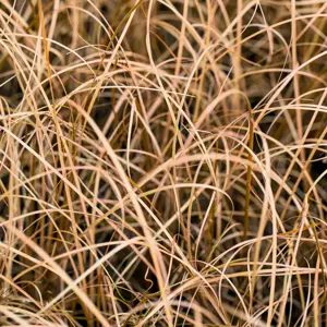 Carex buchananii 'Red Rooster' 11cm