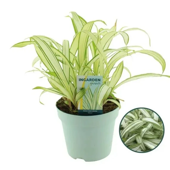 Picture Credit - Walter's Gardens Inc.