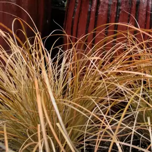 Carex testacea 3L