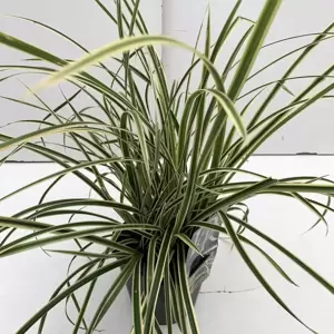 Carex oshimensis 'Vanilla Ice' 2L - image 3