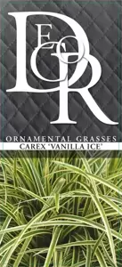 Carex oshimensis 'Vanilla Ice' - image 3