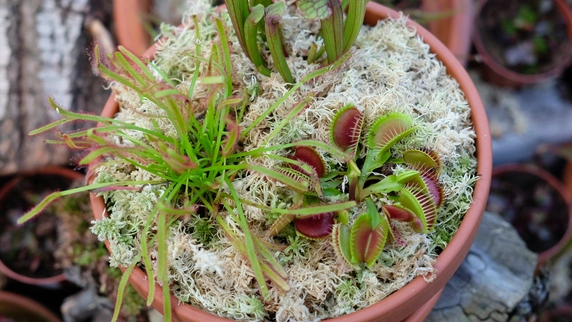 Carnivorous Planter Workshop